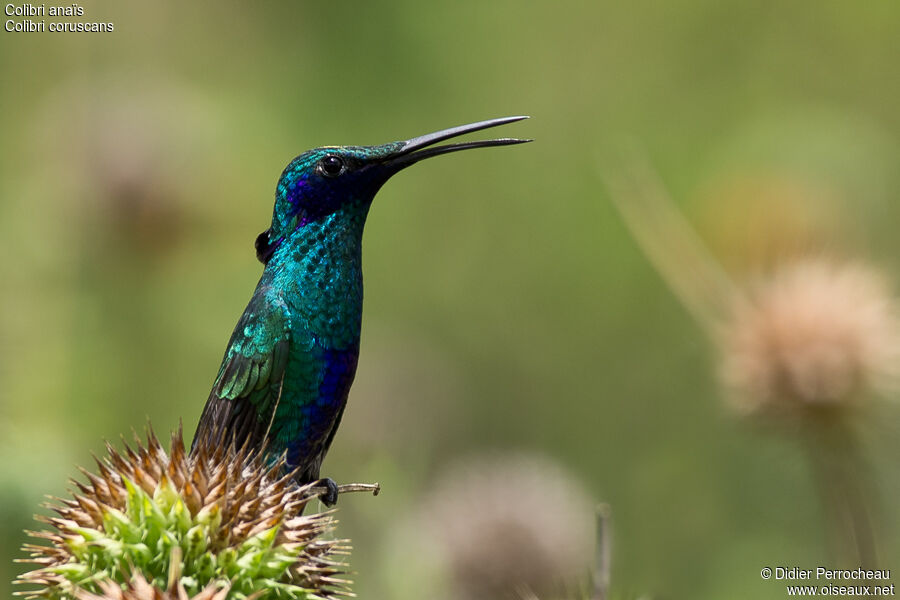 Sparkling Violetear