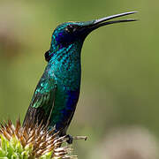 Sparkling Violetear