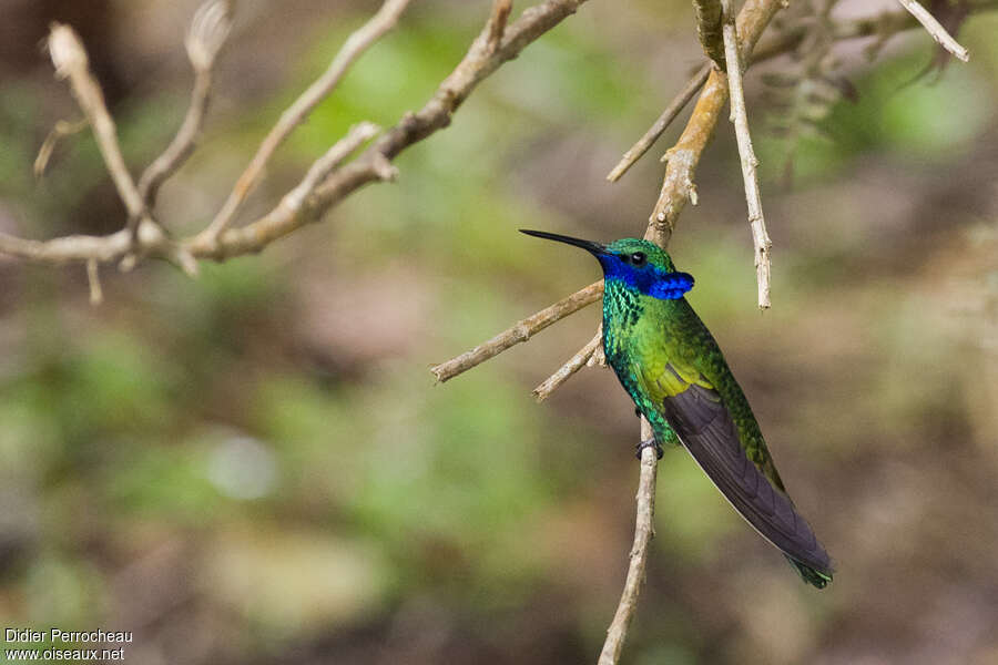 Colibri anaïsadulte nuptial, identification