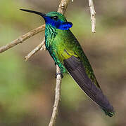 Sparkling Violetear