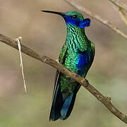 Sparkling Violetear