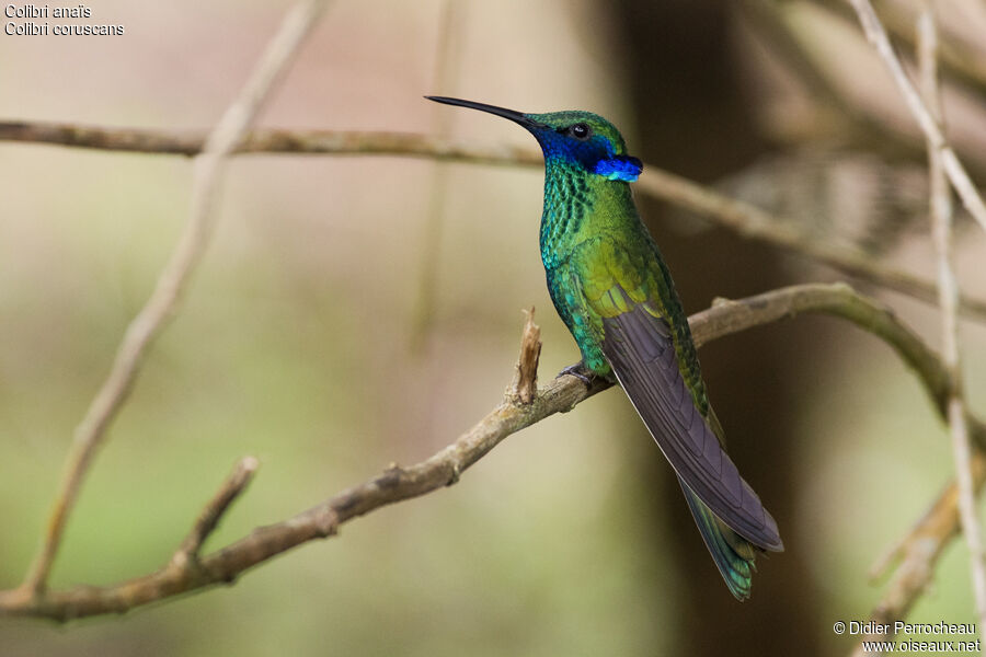 Sparkling Violetear