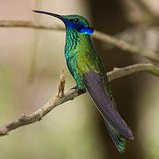 Sparkling Violetear