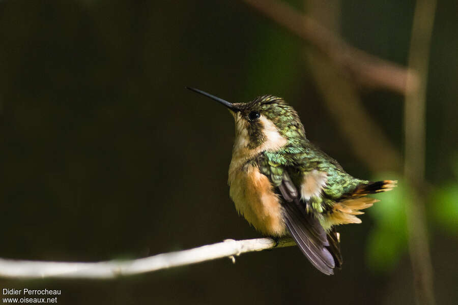 Colibri bourdon femelle adulte, identification