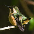 Colibri bourdon