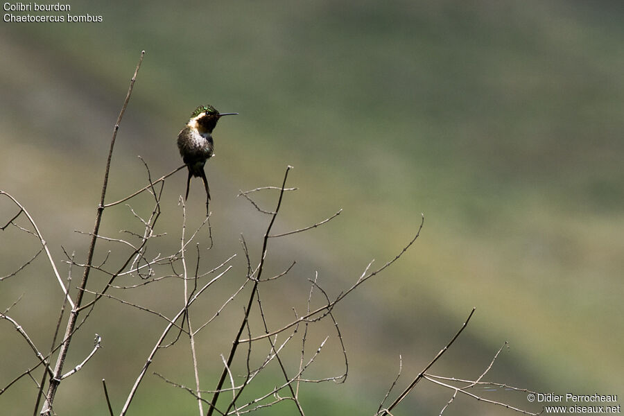 Colibri bourdon