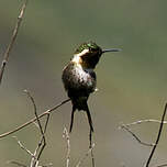 Colibri bourdon