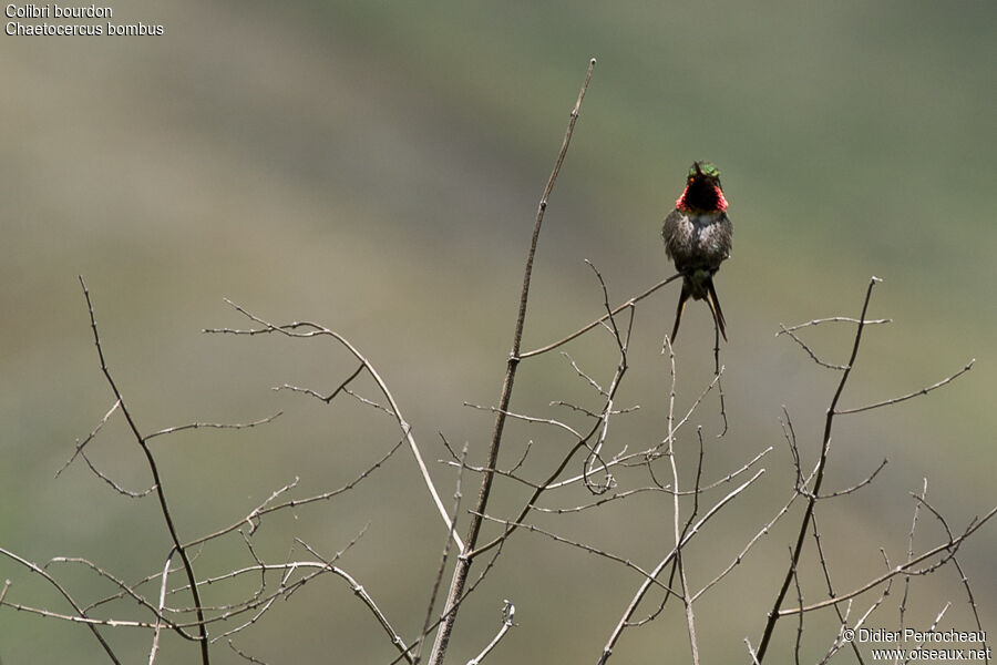 Colibri bourdon