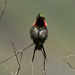 Colibri bourdon