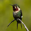 Colibri bourdon