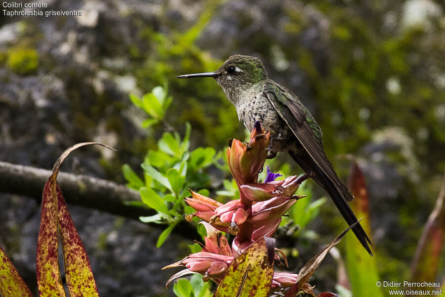 Grey-bellied Comet female adult