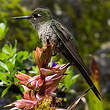 Colibri comète