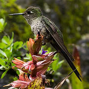 Colibri comète