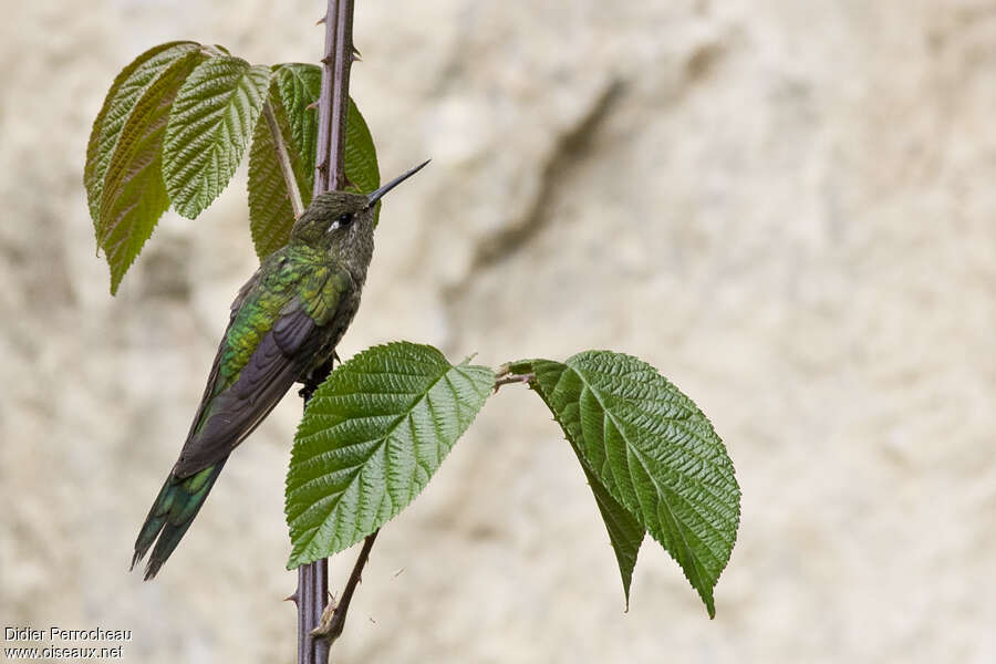 Grey-bellied Comet female adult, identification