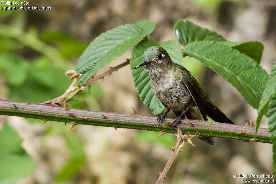 Grey-bellied Comet