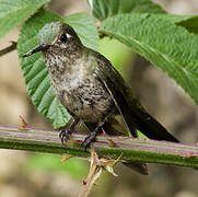 Grey-bellied Comet