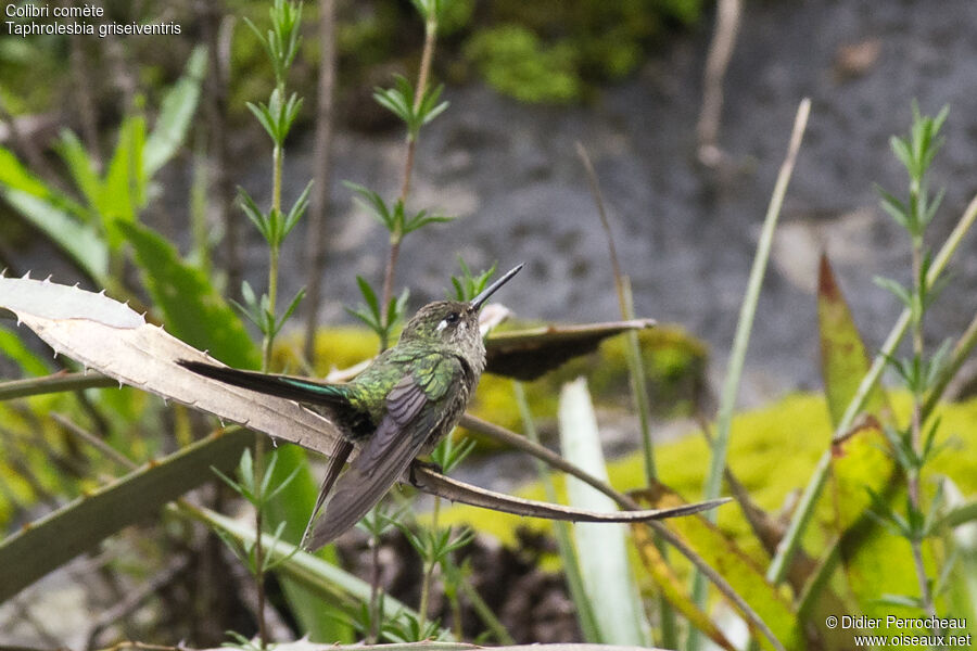 Colibri comète femelle adulte