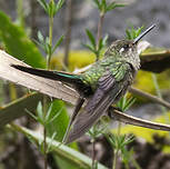 Colibri comète