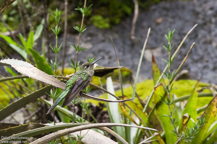 Grey-bellied Comet female adult