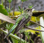 Colibri comète