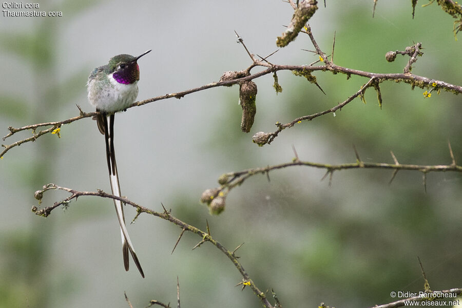 Peruvian Sheartail