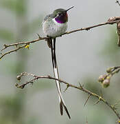 Peruvian Sheartail