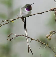 Colibri cora