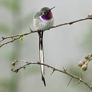 Peruvian Sheartail