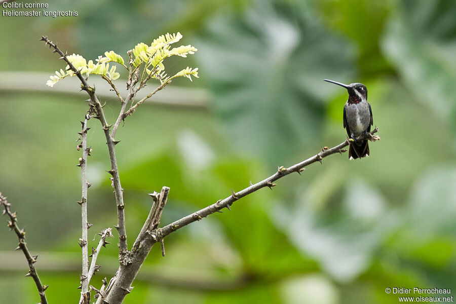 Colibri corinne