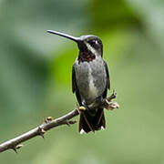 Long-billed Starthroat