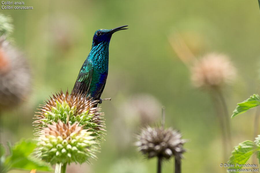 Colibri d'Anaïs