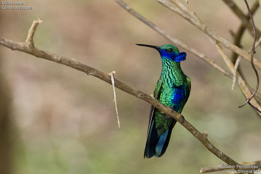 Colibri d'Anaïs