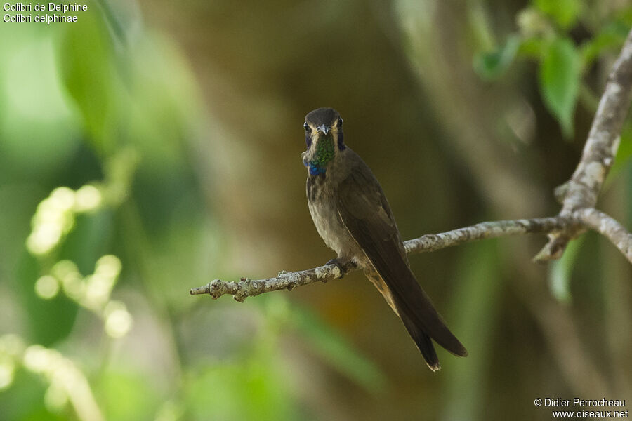 Brown Violetear