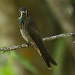 Colibri de Delphine