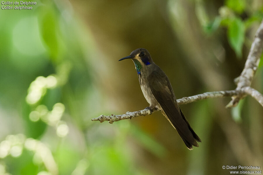 Colibri de Delphine