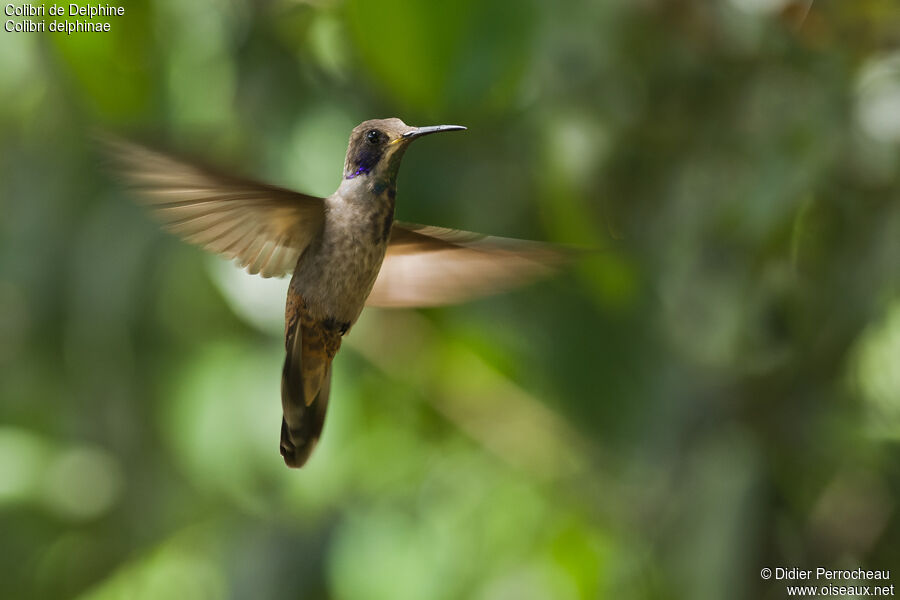 Brown Violetear