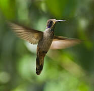 Brown Violetear