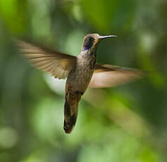 Colibri de Delphine