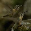 Colibri de Fanny