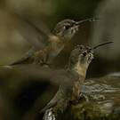 Colibri de Fanny