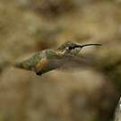 Colibri de Fanny