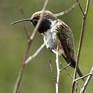 Colibri de Fanny