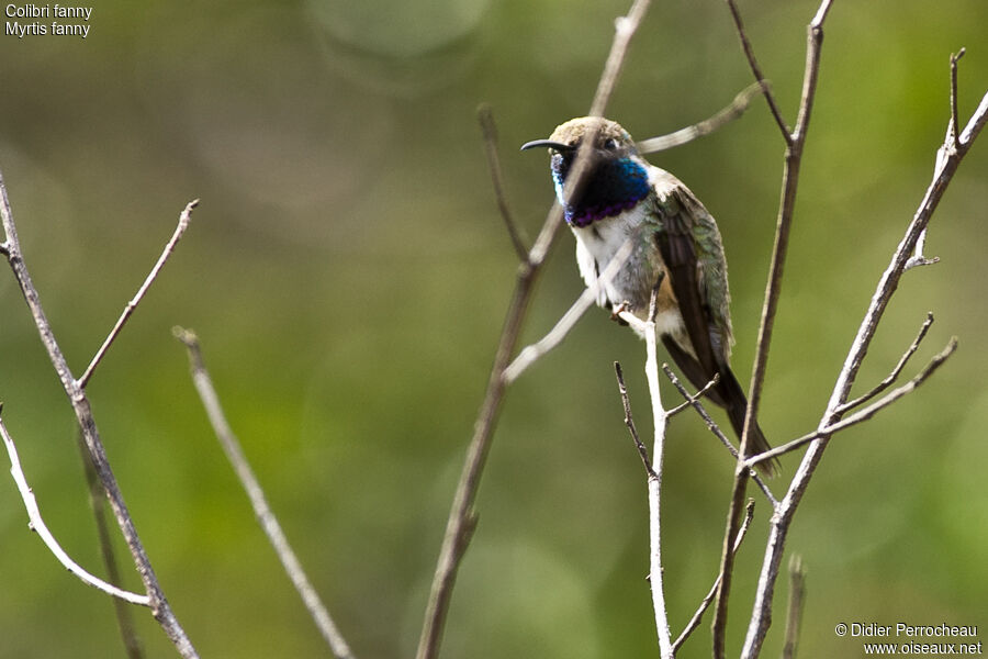 Colibri de Fanny mâle, adulte