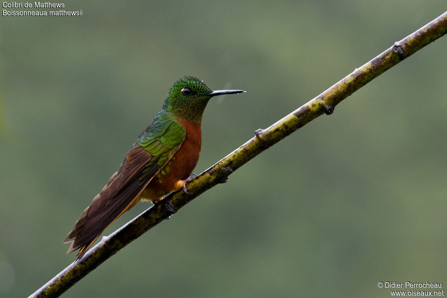 Colibri de Matthewsadulte, identification