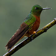 Chestnut-breasted Coronet