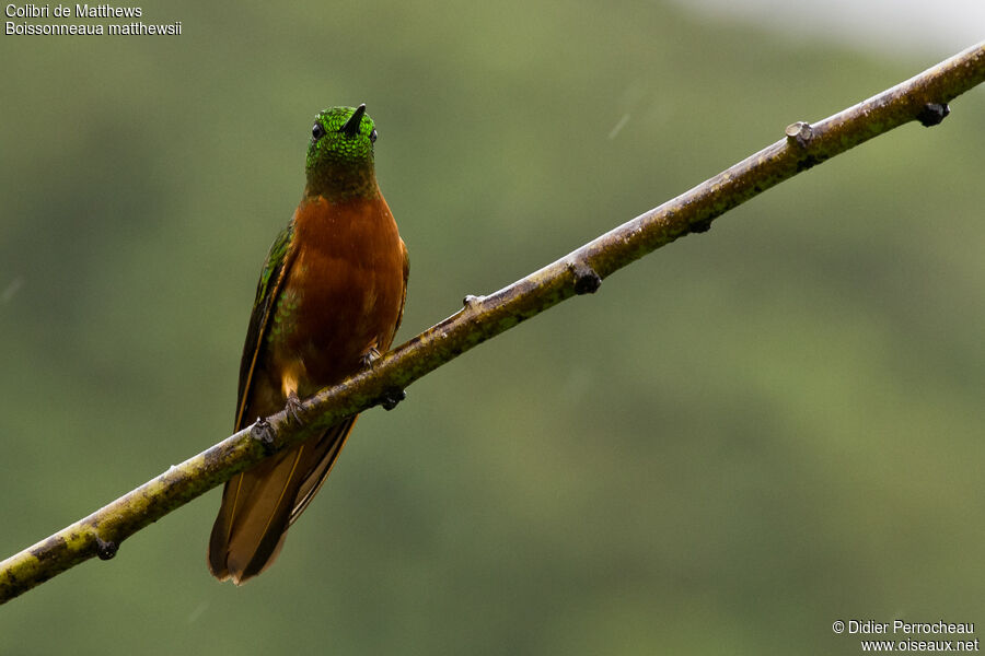 Colibri de Matthews