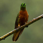 Chestnut-breasted Coronet