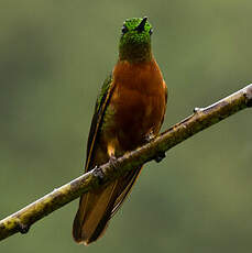 Colibri de Matthews