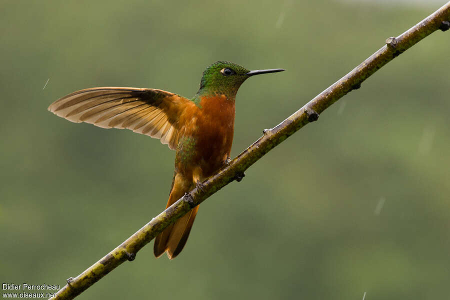 Chestnut-breasted Coronetadult, pigmentation