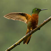 Chestnut-breasted Coronet